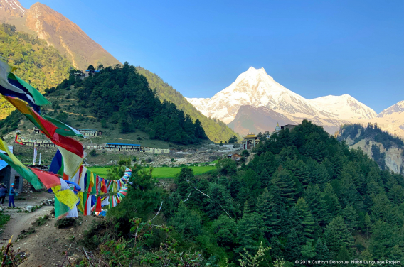 Mt Manaslu, eighth tallest mountain in the world at 8163m, presides over Nubri Valley. Viewed here from Lho village we also see a tree covered hill on the left that is home to Ripum monastery. Hidden from view on the right are the Nadi Chuli (7871m) and Himal Chuli (7893m) that are also part of the Mansiri Himal, so ever present in the scenery of Nubri Valley that has ten peaks over 6500m.
